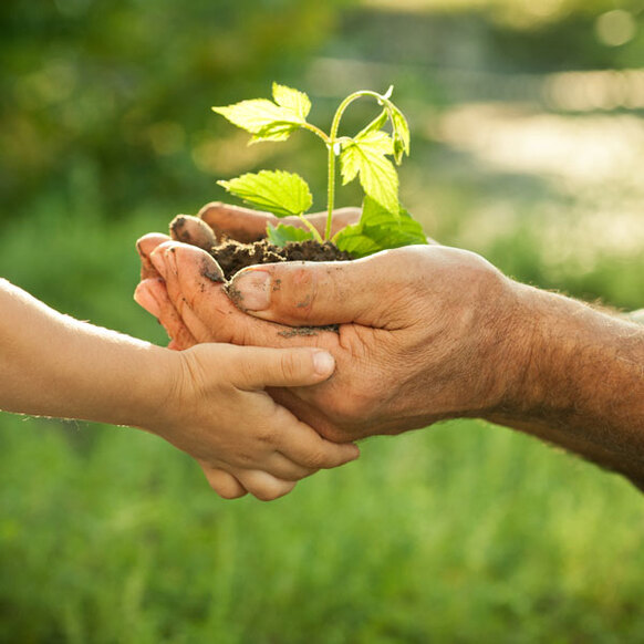 Die Hände eines älteren Mannes und eines Kindes halten eine junge Pflanze vor einem grünen natürlichen Hintergrund im Frühjahr
